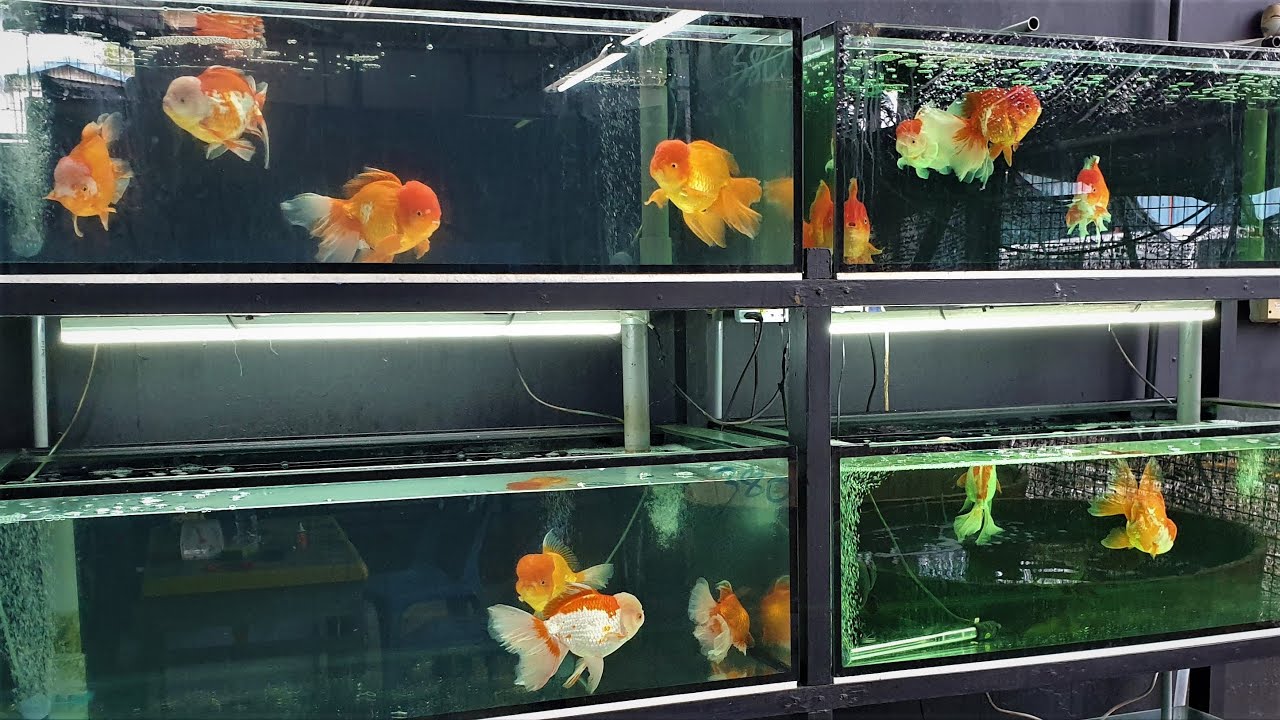 LIOW VIDEO: Visit fish farm (2/3) Goldfish Palace 金鱼宝殿之游