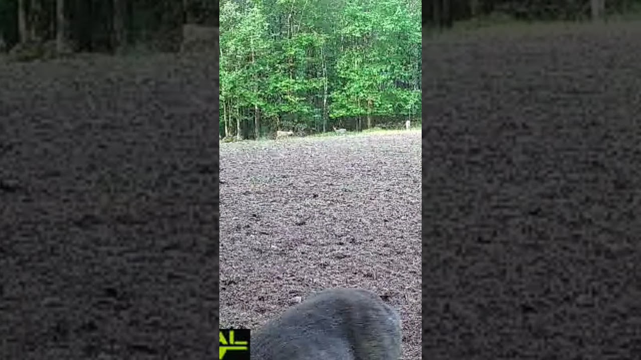 Deer can't wait for the turnip buffet!// #2023 #wildlife #hunting #spring #foodplot #tactacam #may