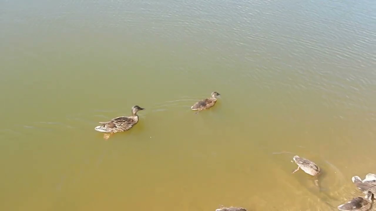 Наше Югорское озеро с утками. Голуби. Западная Сибирь.