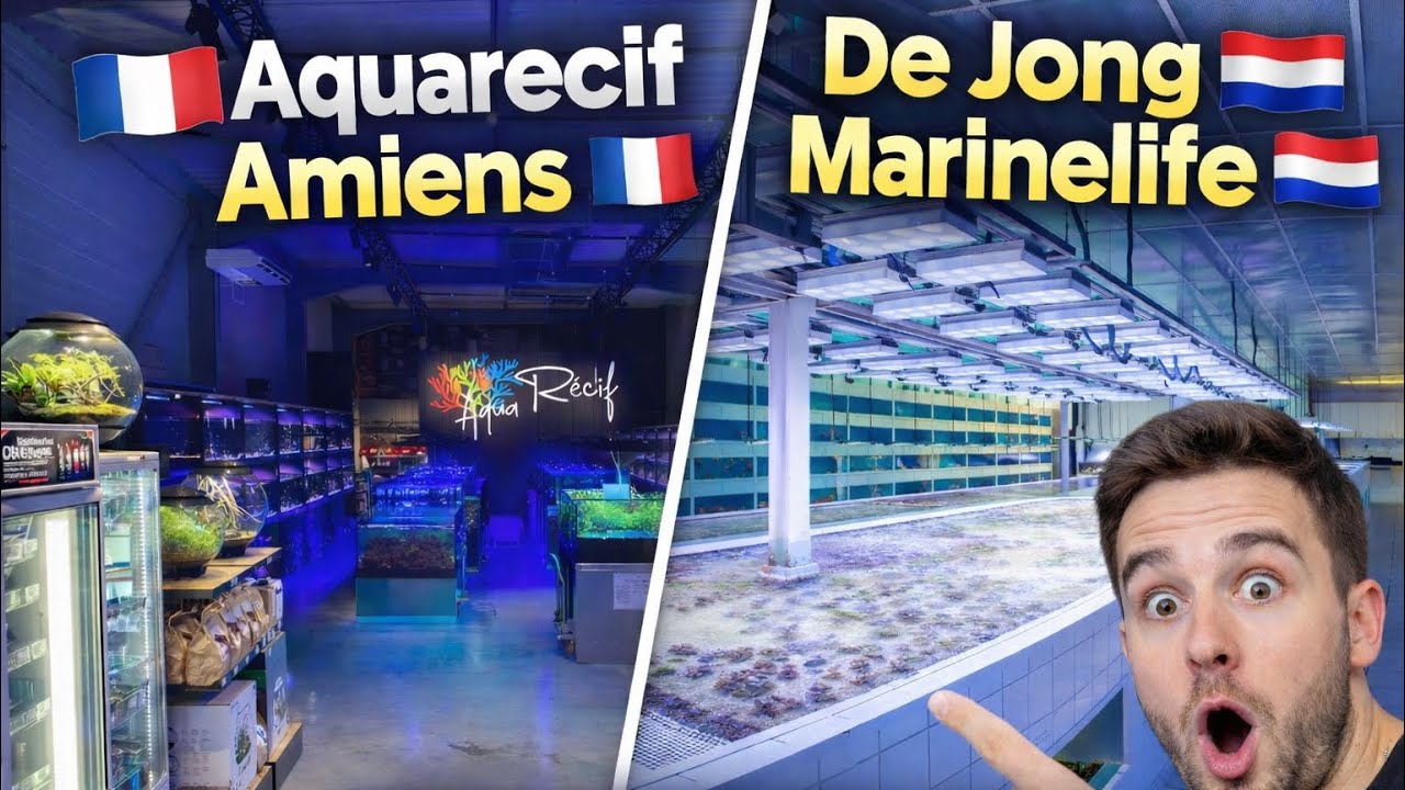 Go Fast Coral : halte chez aquarecif et de jong marinelife