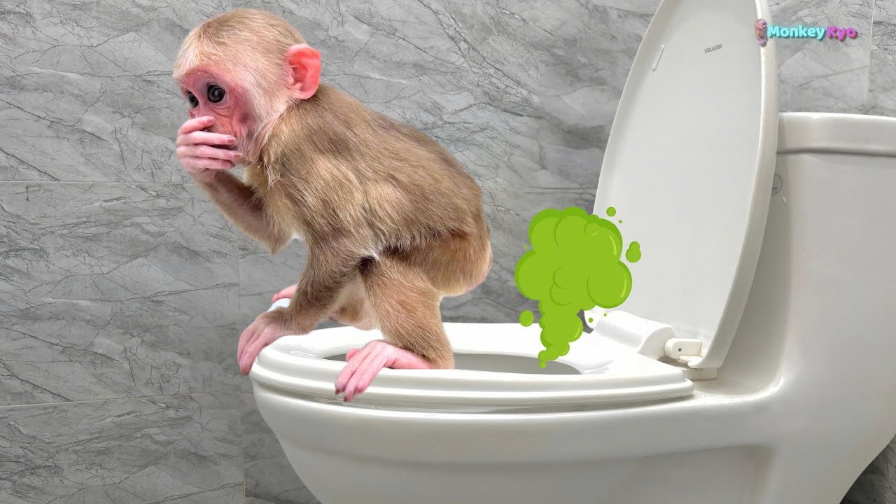 So funny! Monkey Kyo was impatient to go to the toilet when a kitten appeared...!