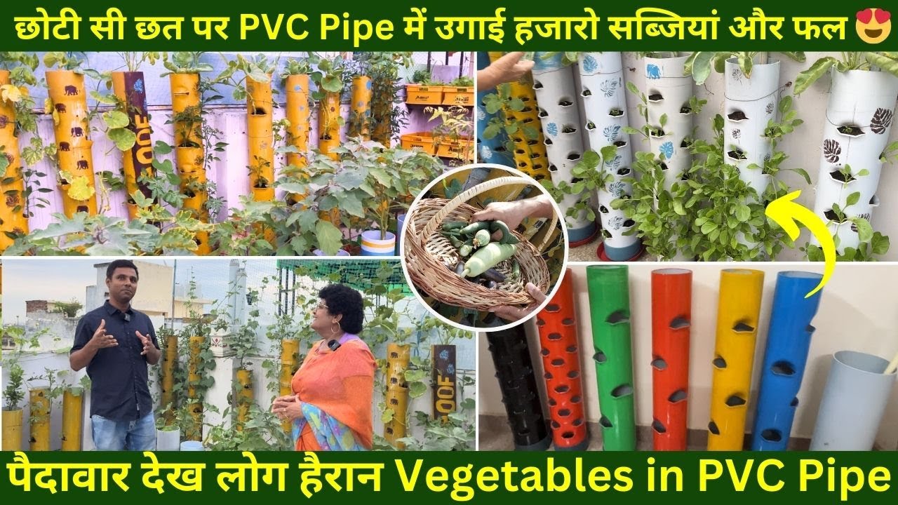 छोटी सी छत पर PVC Pipe में उगाई हजारो सब्जियां और फल 😍 पैदावार देख लोग हैरान Vegetables in PVC Pipe