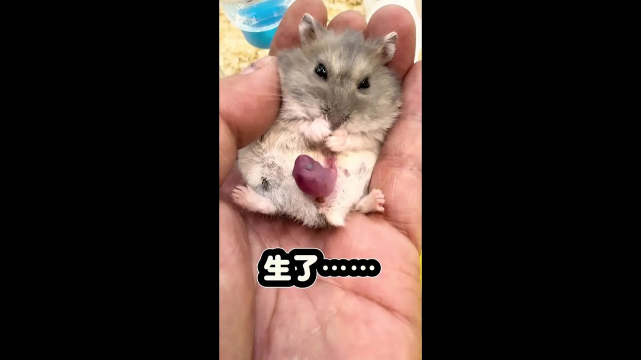 The hamster gave birth, but the mother is gone...