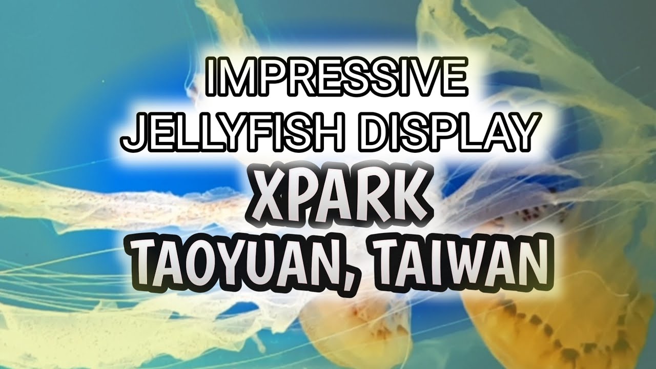 IMPRESSIVE JELLYFISH| PENGUIN PAVILION | XPARK PART4|#taiwanvlog#jellyfish#xpark|#taoyuan