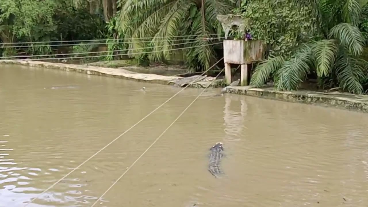 Jong's Crocodile Farm || Feeding Saltwater crocodile