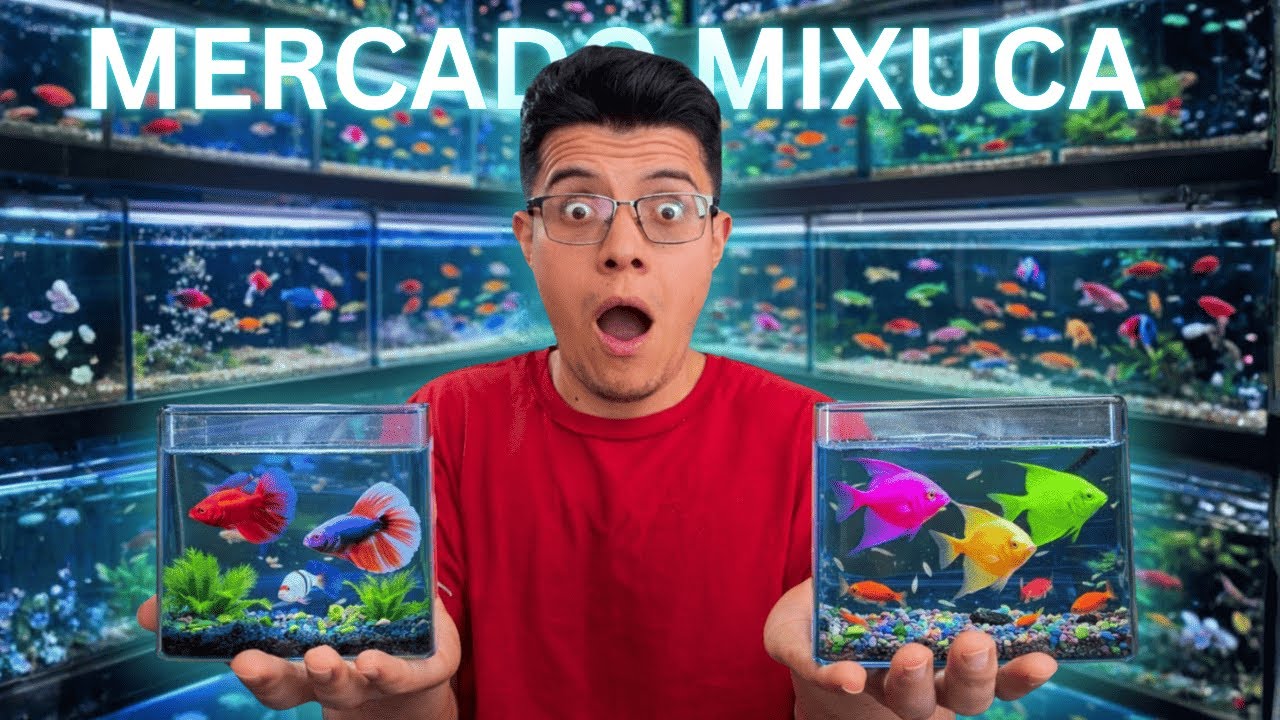¡Llegaron PECES EXÓTICOS al mercado Mixhuca! 😱 Ángeles, Discos y más