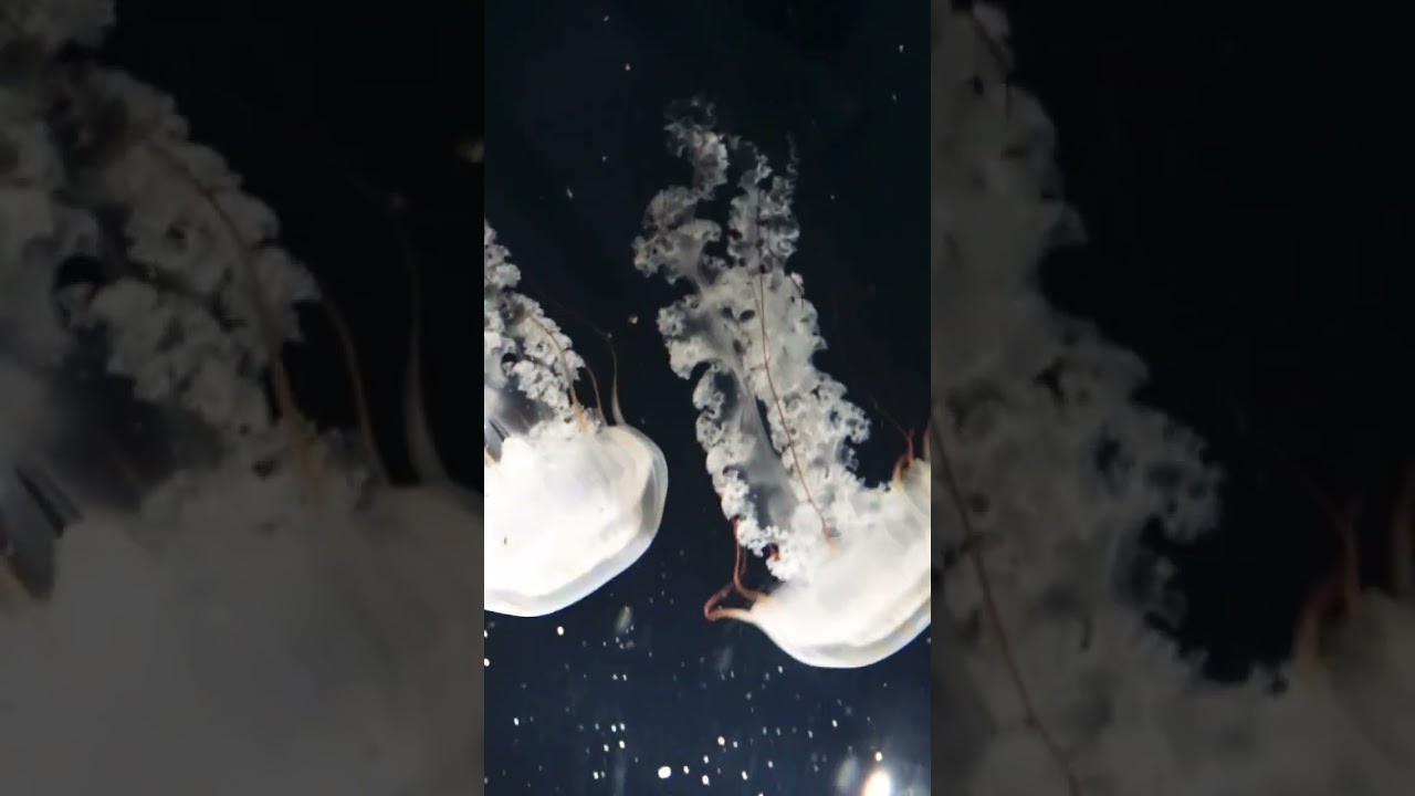 Jelly fish🪼🪼Bob~bob~