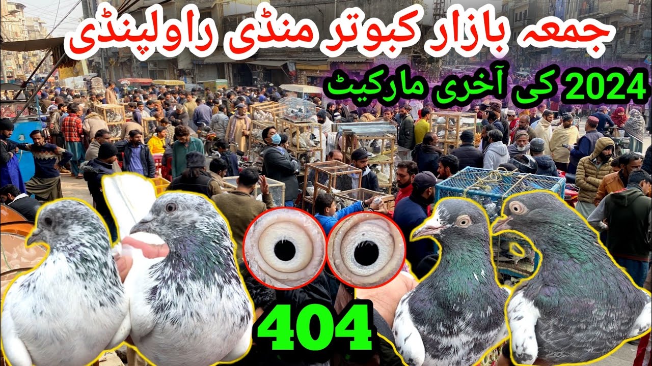 404 | 2024 Ki Latest Market Juma Bazar Kabutar Mandi Rawalpindi Latest Update Pigeon Market Price !