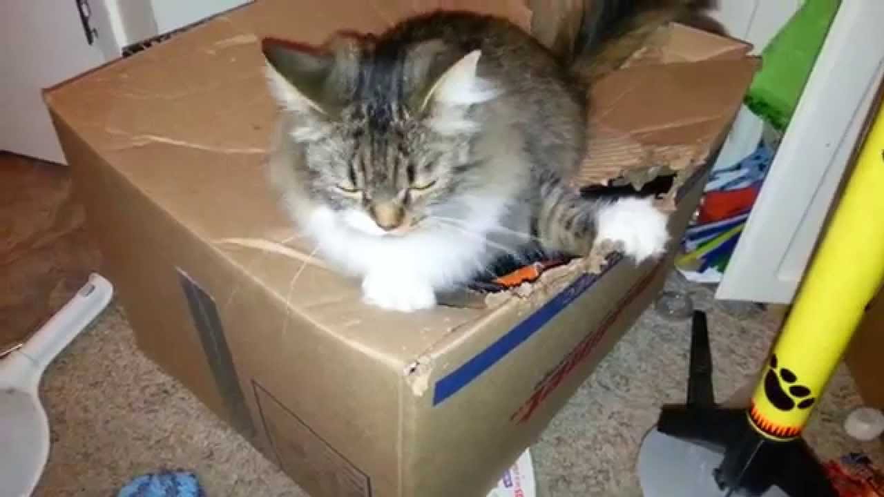 Infernal Pussy