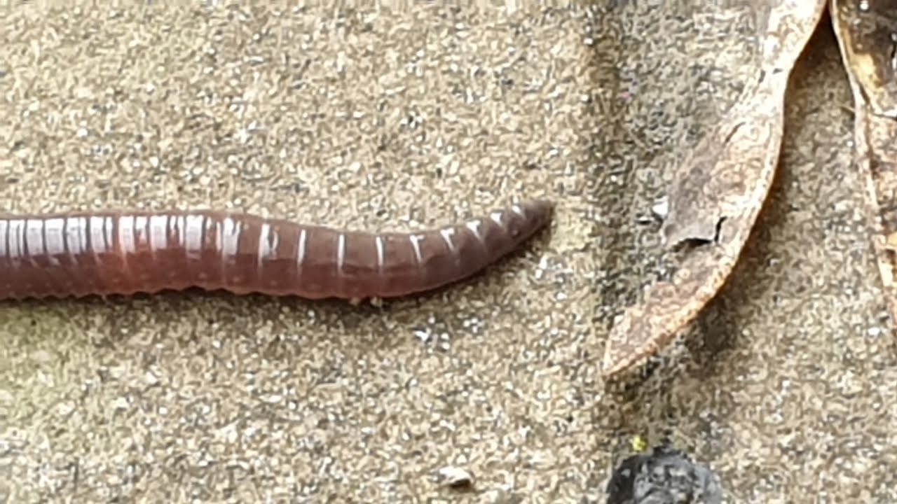 Lombrico - Lombricus
