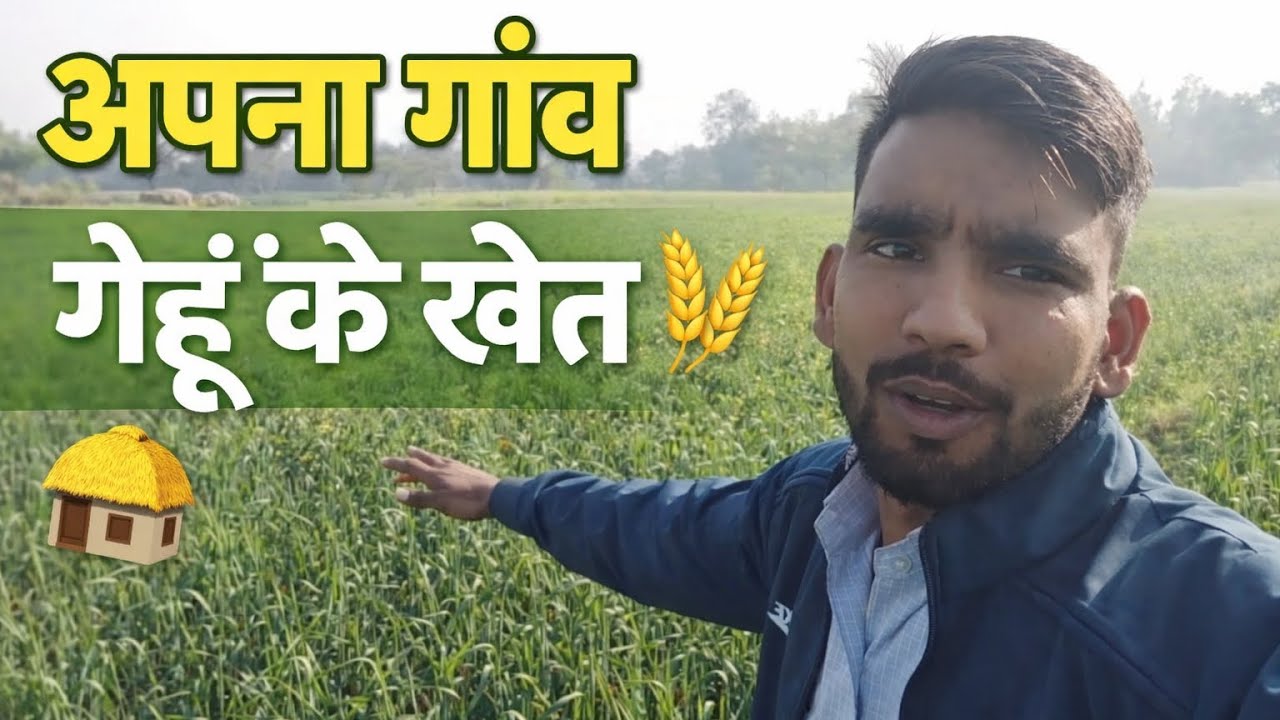 मेरे गेहूँ के खेत 🌾 | गाँव की देसी ज़िंदगी | Desi Vlog” #VillageVlog | vlog 2026..!