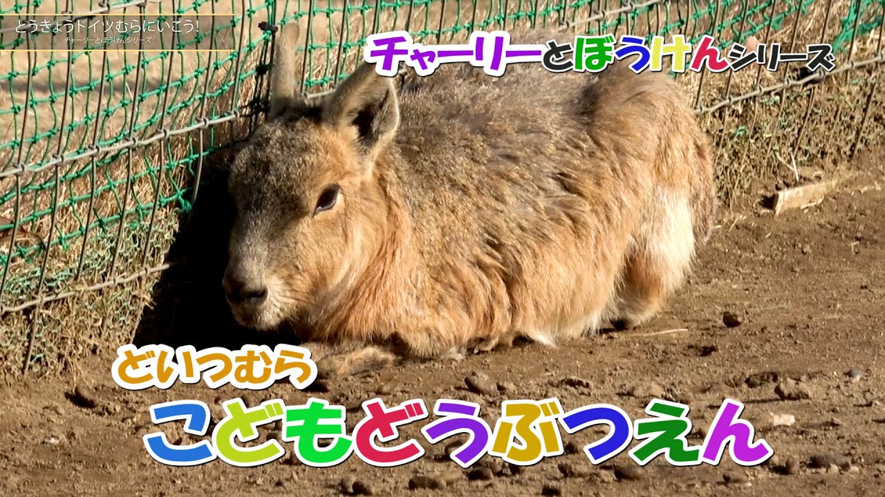 🐏「こども動物園で遊ぼう！　東京ドイツ村」🏳‍🌈チャーリーと冒険！ /キッズにおススメ！