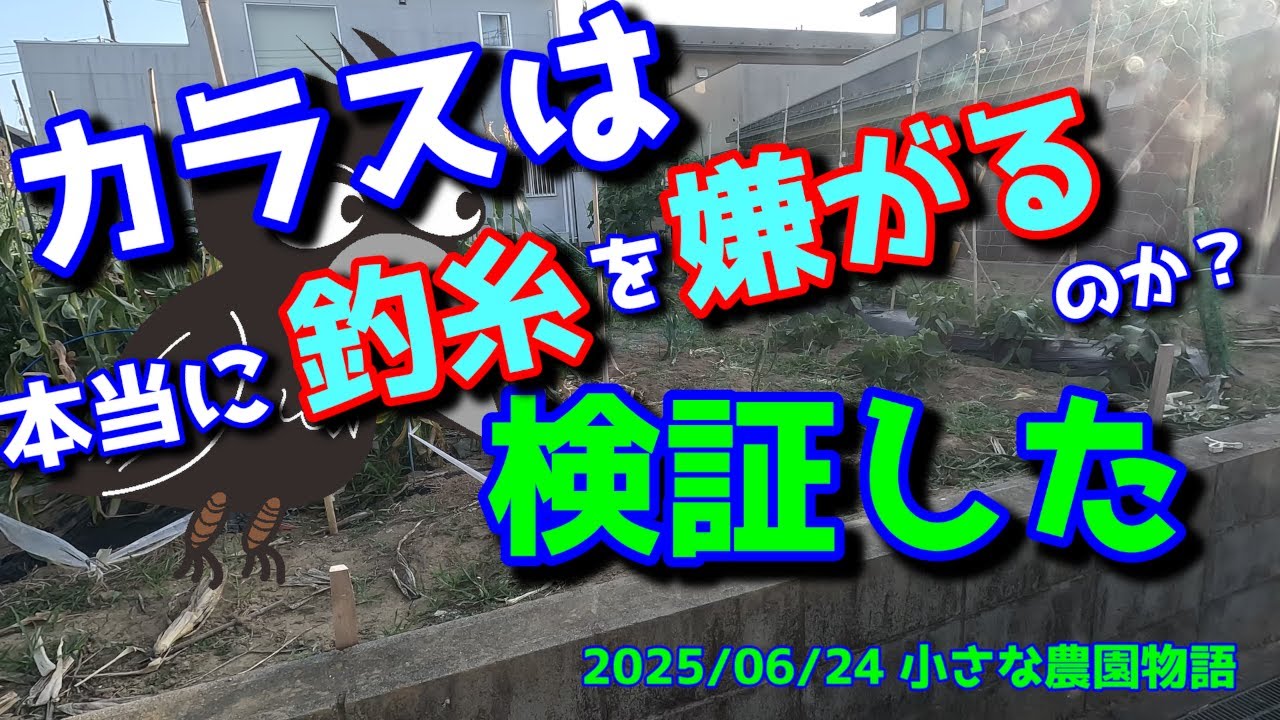 【鳥害対策】カラスは本当に釣り糸を嫌がるのか？検証した 2025/06/24