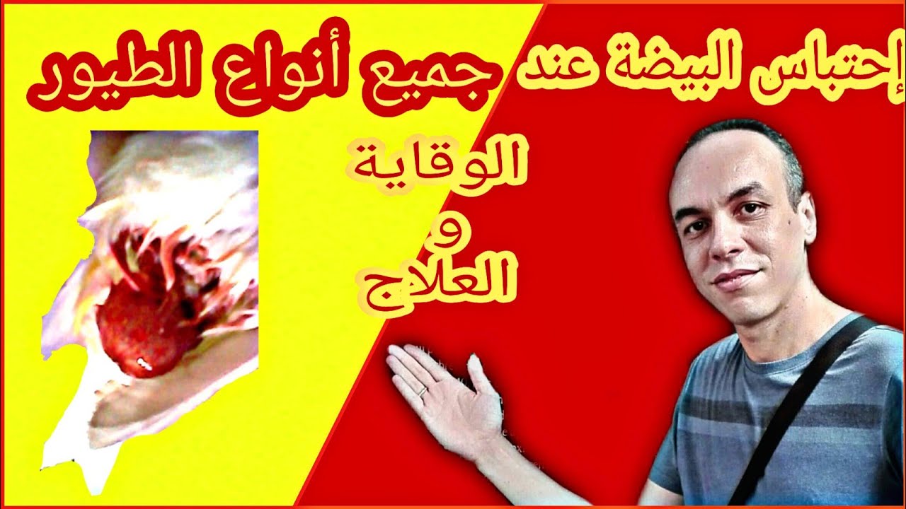 إنحسار البيضة عند الطيور أسبابها و طرق الوقاية و العلاج