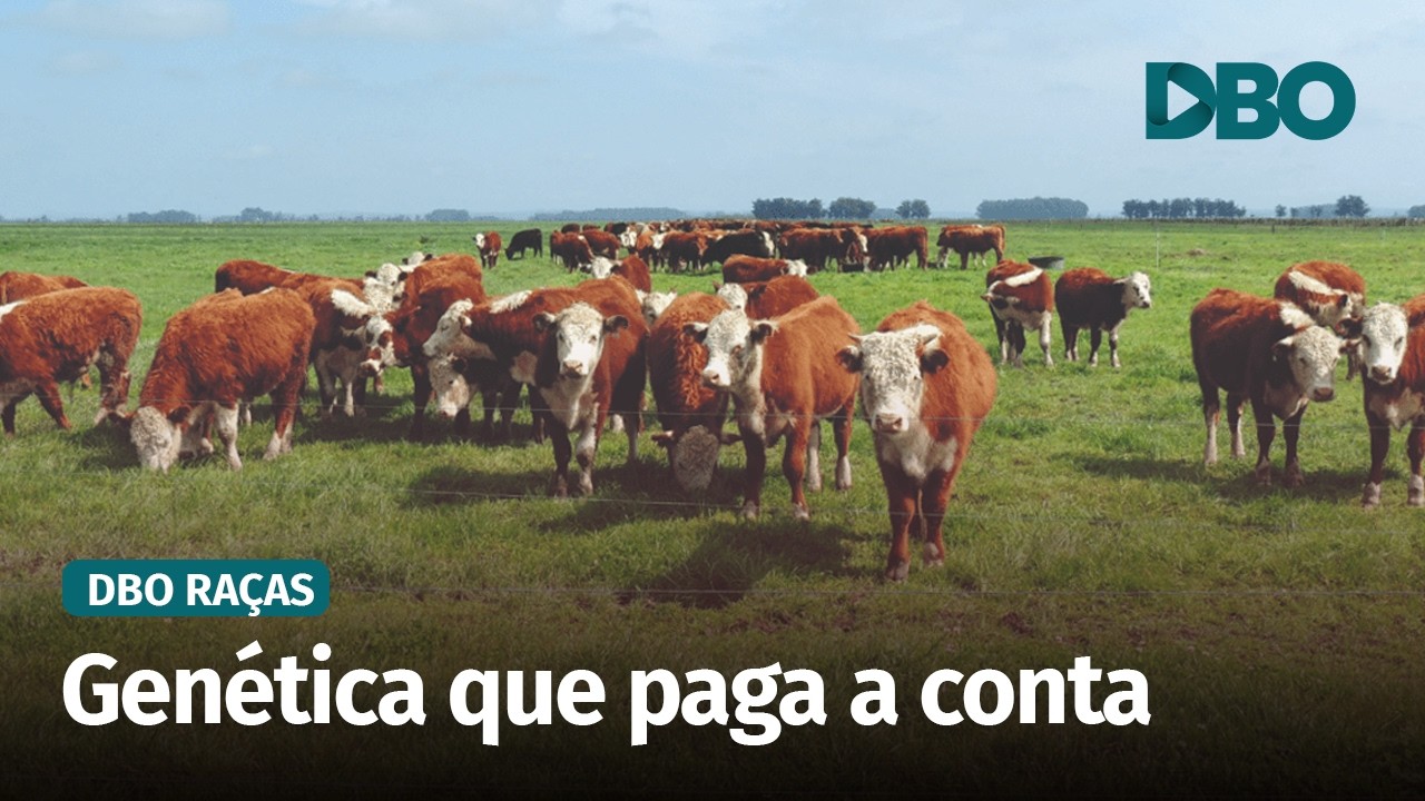 PampaPlus cresce 32% e amplia foco em genômica e carcaça