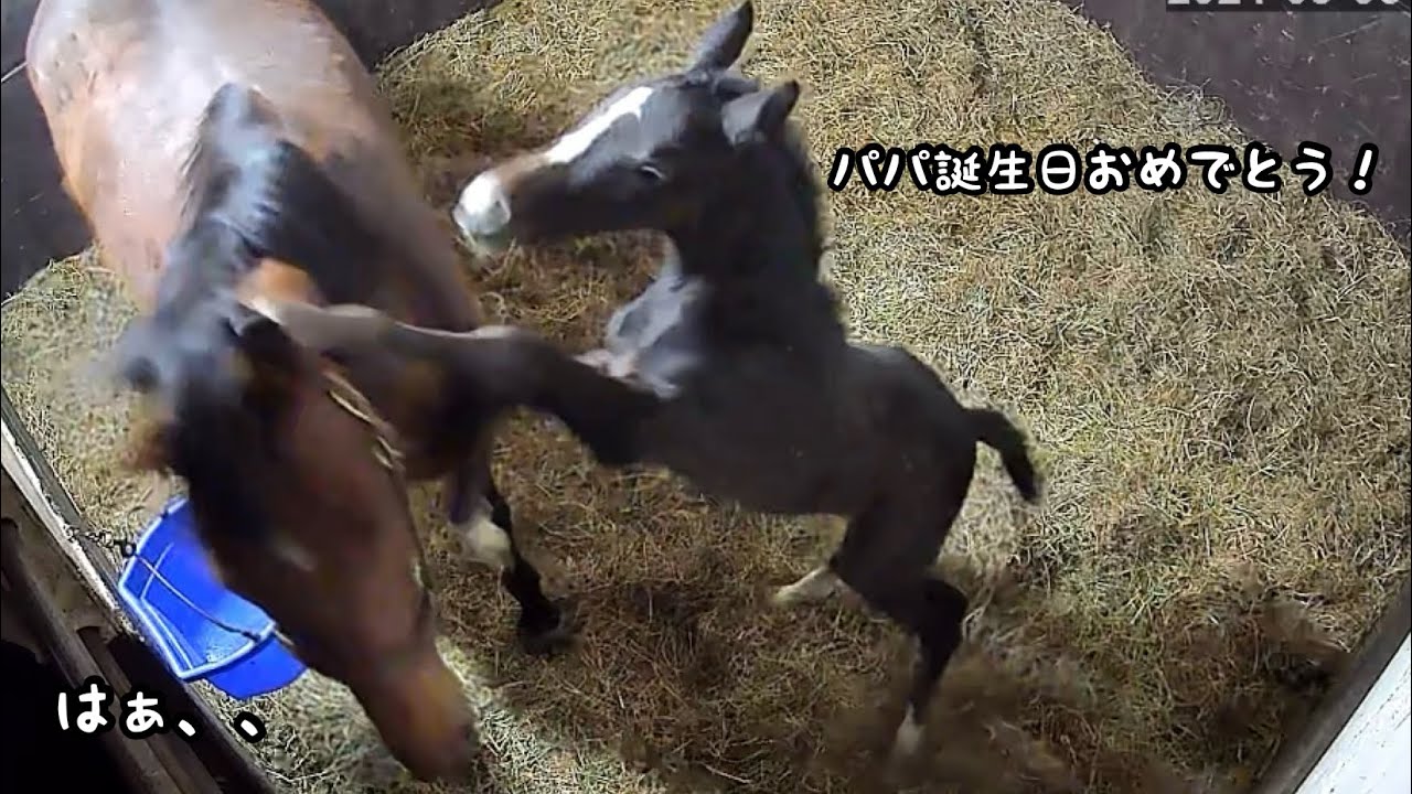 テイルママをパンチするコルシ(ゴールドシップ産駒) / Gold Ship’s son is punching his mom on father's birthday