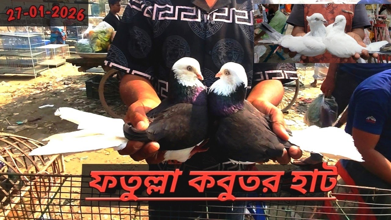 27-01-2026 ফতুল্লা কবুতরের হাট | ২৫০ টাকায় কবুতর কিনুন | কম দামে কবুতর | Pigeon market price in bd 