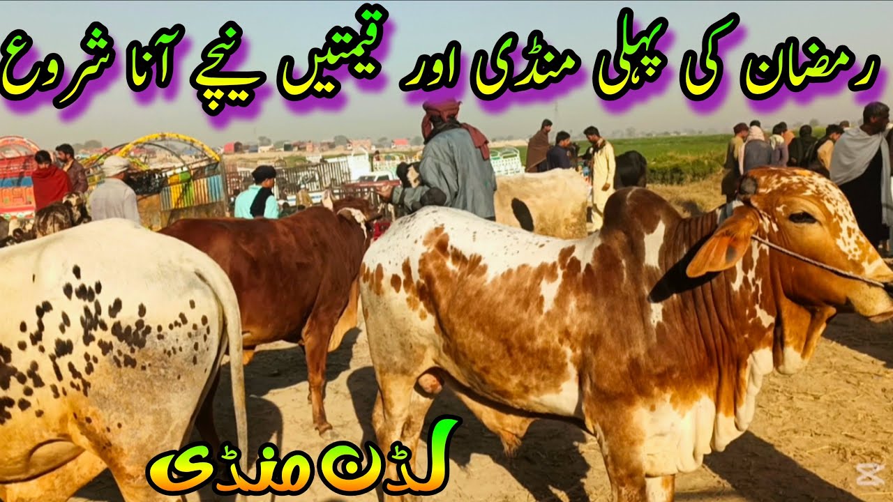 Pure Cholistani Sahiwal Ltest Price In Luddan Mandi | Bachra Farming In Pakistan
