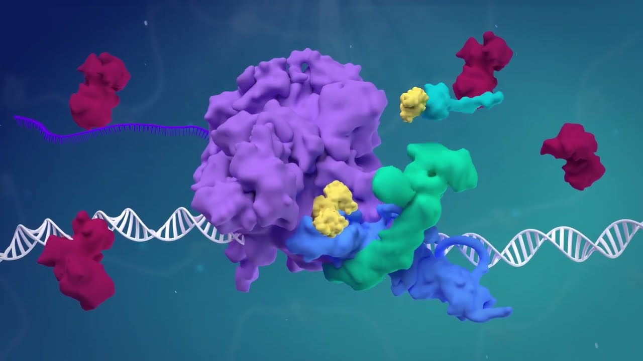 SPT5 regulates RNA polymerase II stability via Cullin 3&ndash;ARMC5 recognition