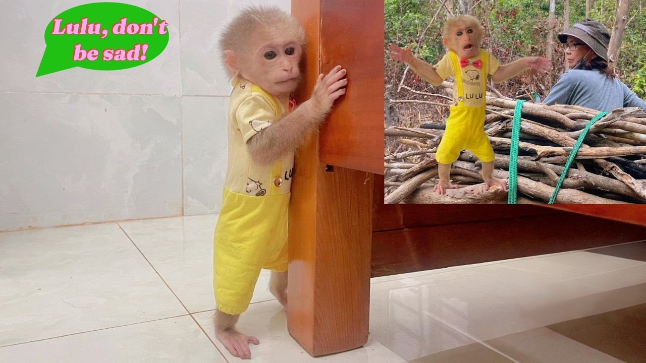 Lulu Feels Empty Without Dad and Bi… Grandma Takes Her to the Forest — What Happens Next?