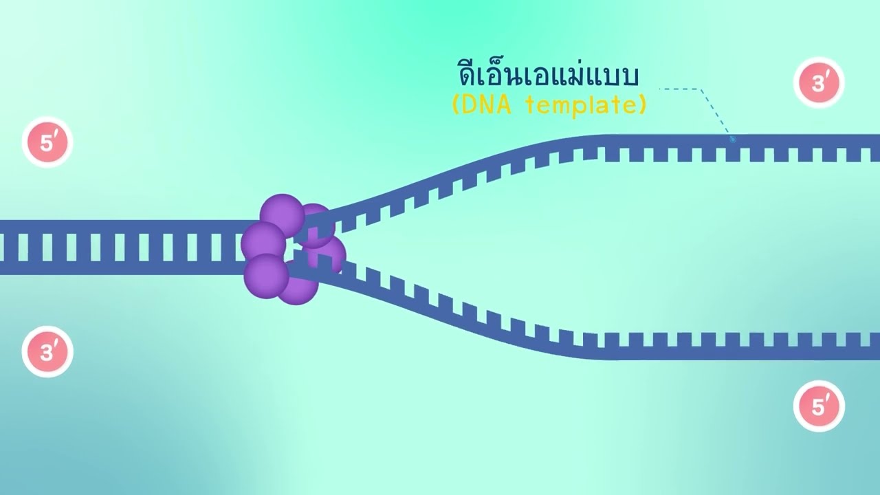 การจำลองดีเอ็นเอ (DNA Replication)