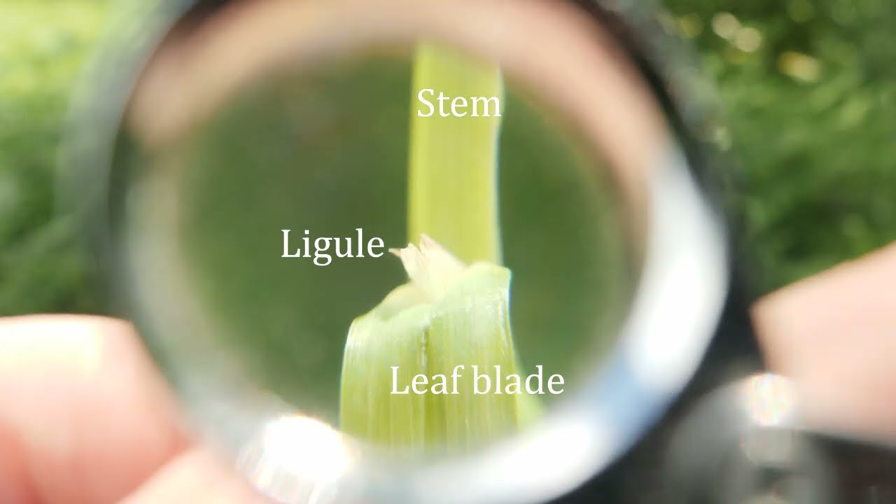 Grass ligules