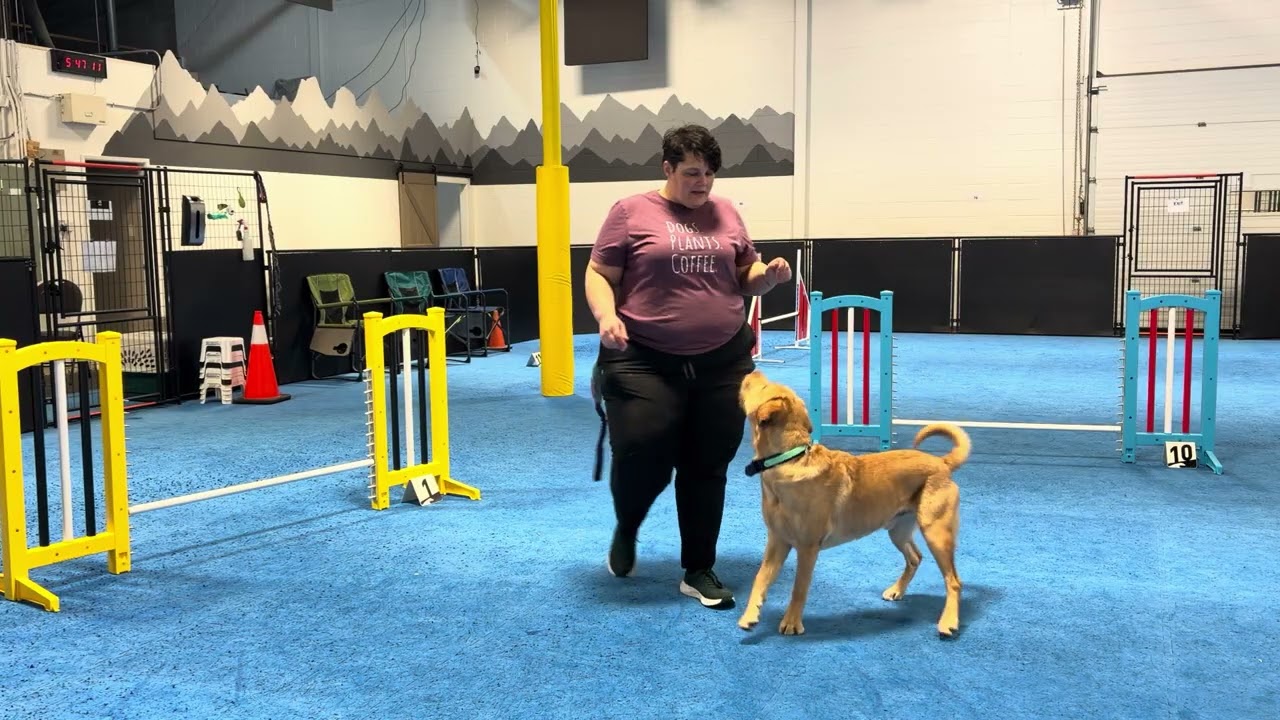 1/28/2026 Full Session- heeling pick ups, figure 8’s, directed jumping, play 