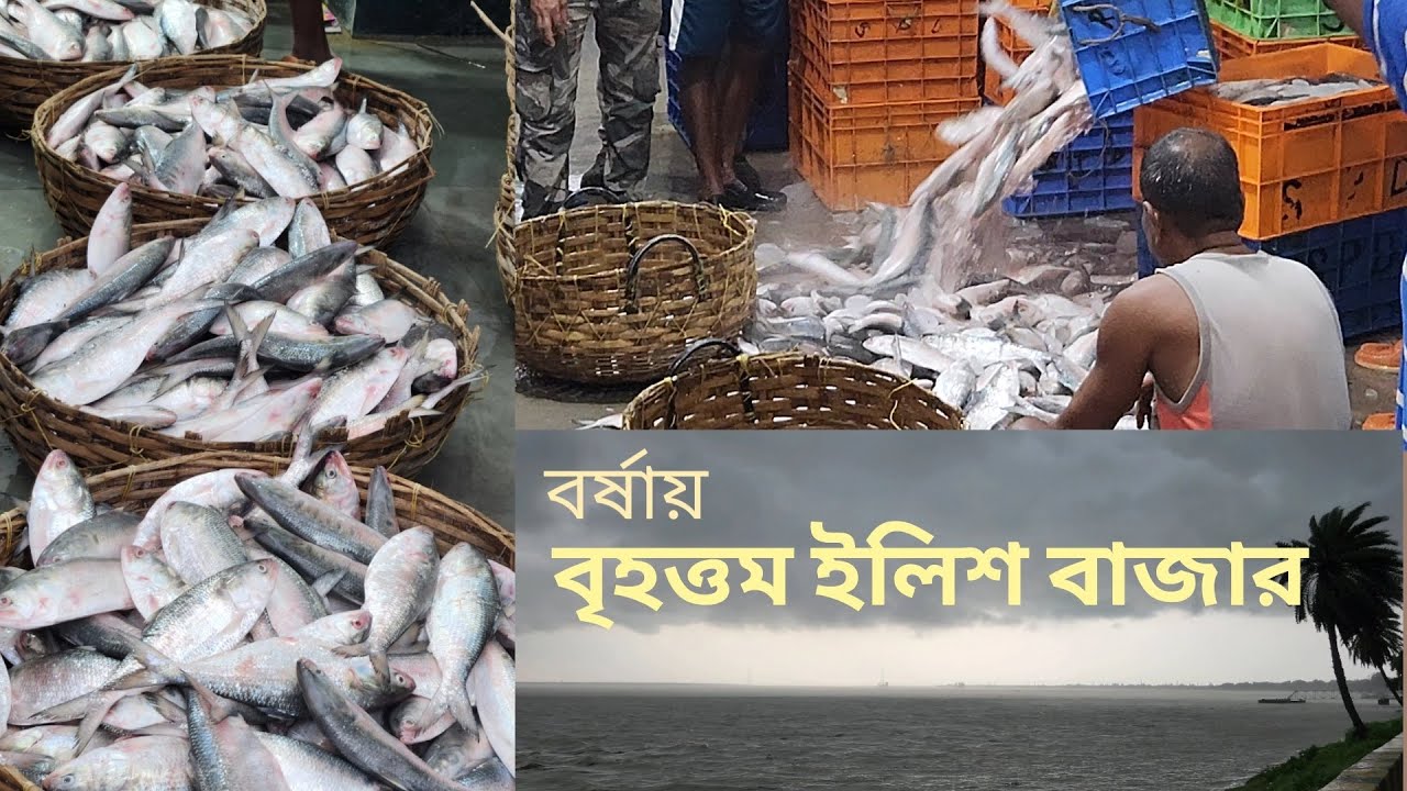 Bengal's Largest Hilsa market || Bengali tour vlog || Monsoon in West Bengal || 2025