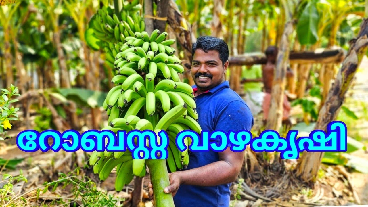 റോബസ്റ്റ വാഴ കൃഷി