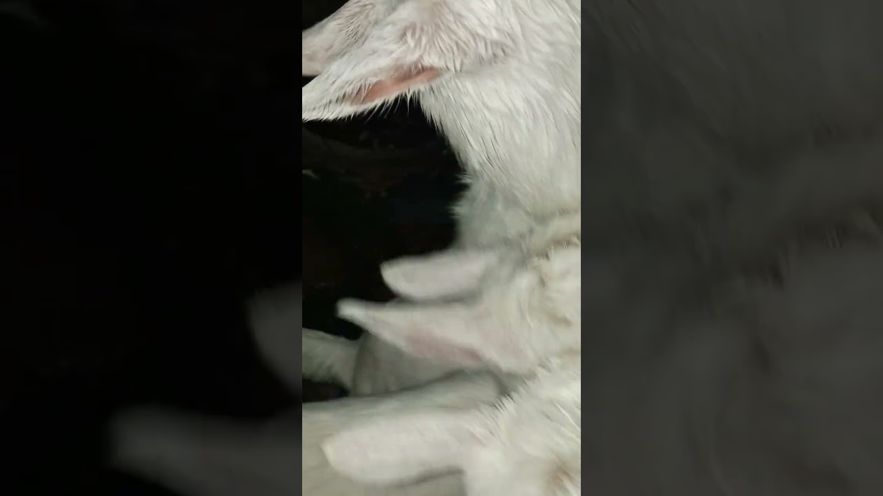 Guardian dog Ranen amazed by bottlebabygoats at Escambia Lakes on 2026-02-10 (long version)