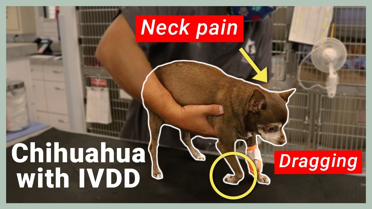 Chihuahua is Diagnosed with IVDD || Vlog 26