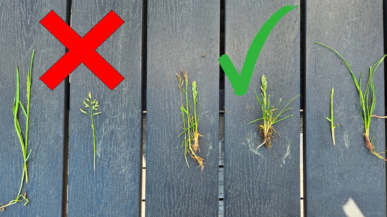 Grass and 