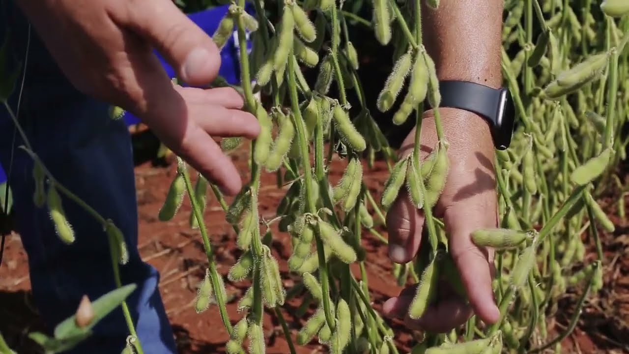 Variedades de sementes BASF/Credenz para alto teto produtivo