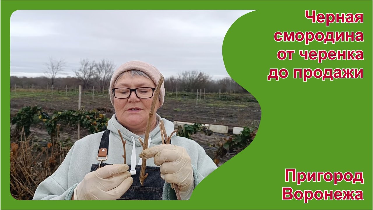 Саженцы черной смородины ОКС от посадки черенка до продажи.   Пригород Воронежа