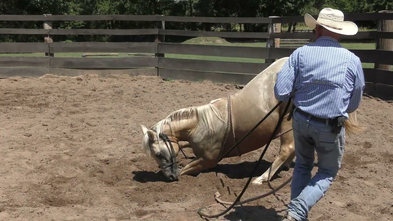 How to Lay a Horse Down and Why We Do It