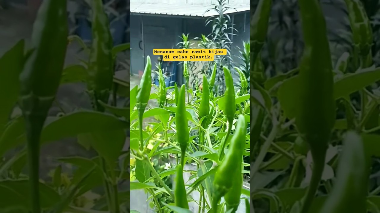 Menanam cabe rawit hijau di gelas plastik