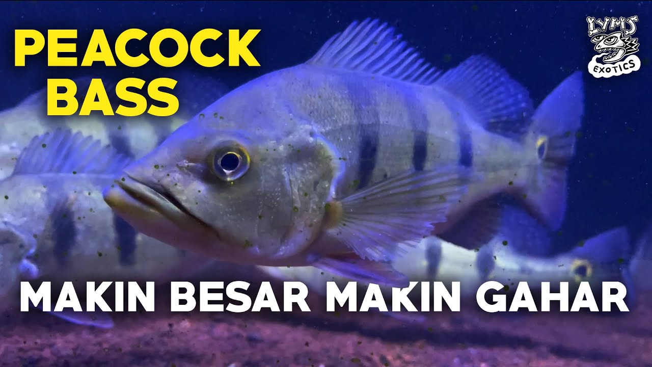 PEACOCK BASS - MAKIN BESAR MAKIN GAHAR