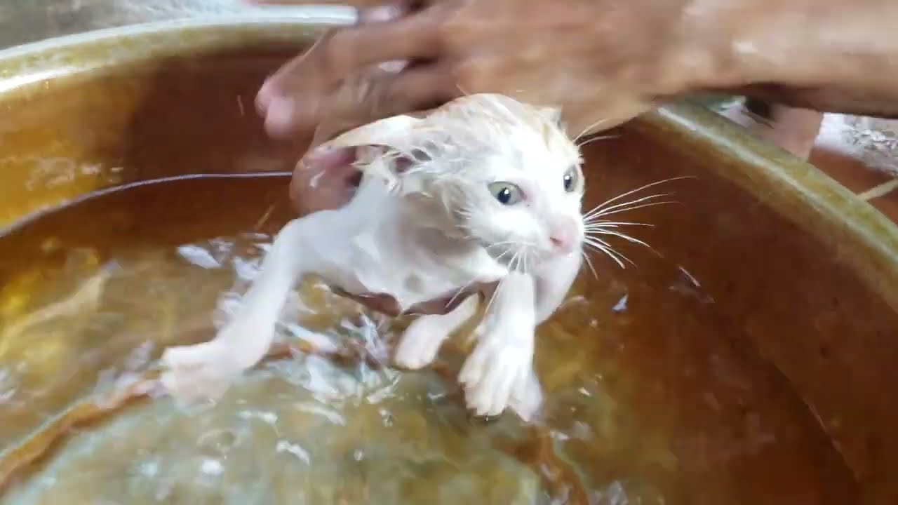 Jury Bathing in Cold Day; Big Loud Meowing | Diary of Kitten