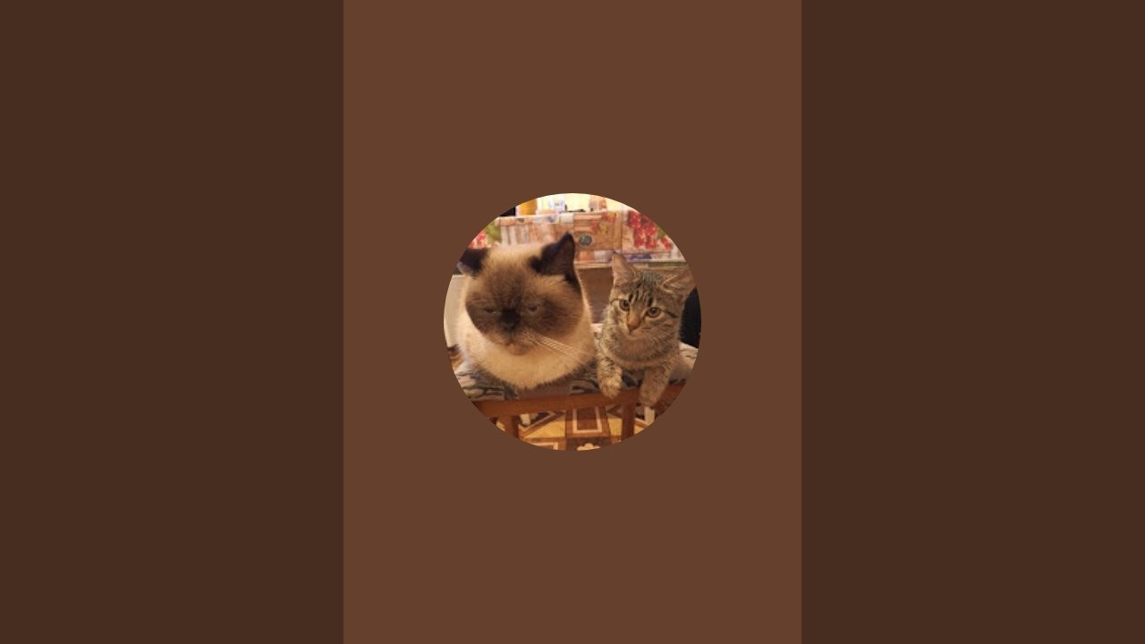 Санаторий для кошек  в прямом эфире!