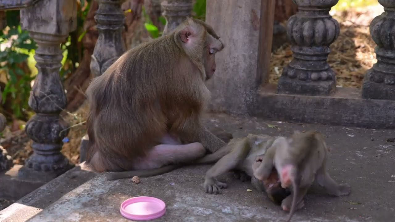 Nonstop Fun as Baby Monkeys Play Together