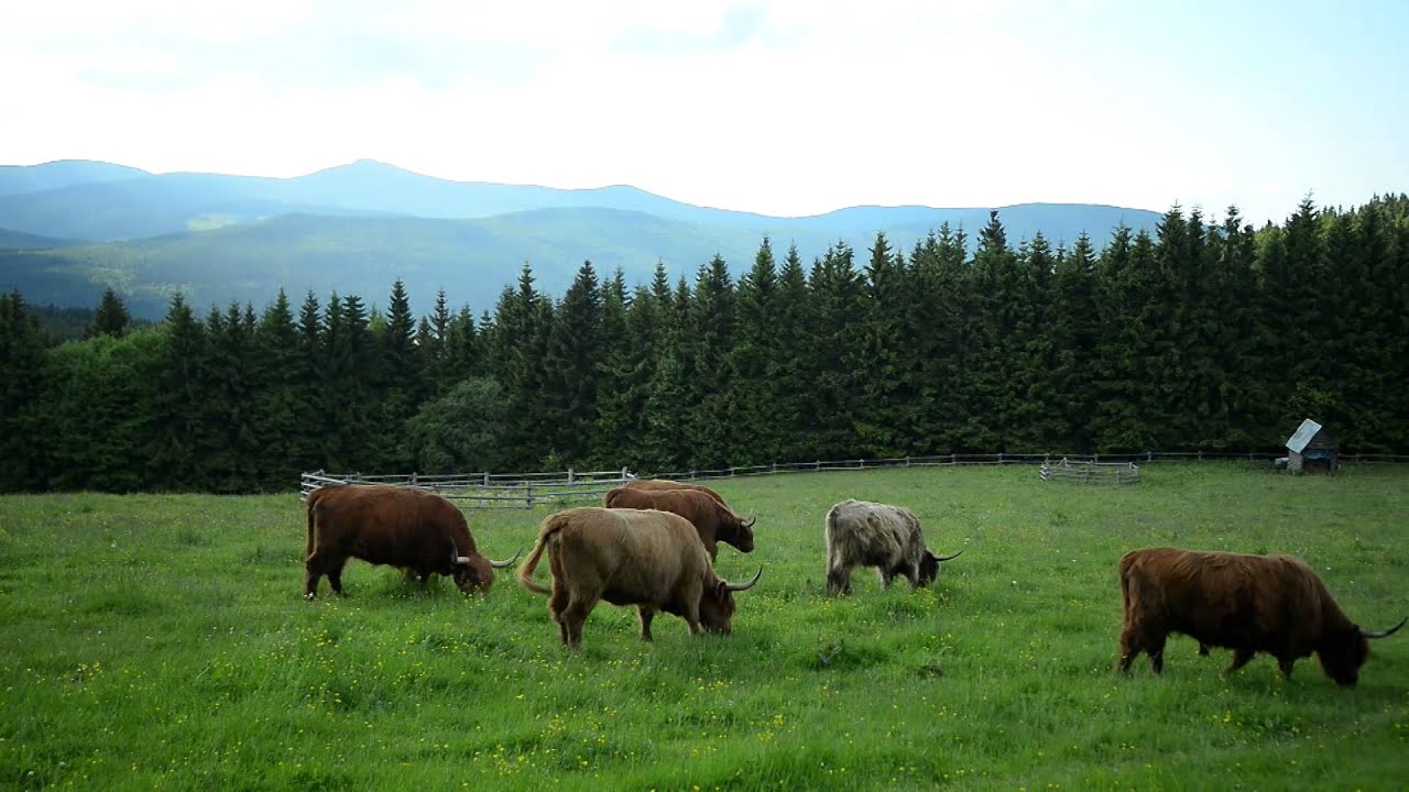 Minuty z Krkonoš: Krkonošské louky