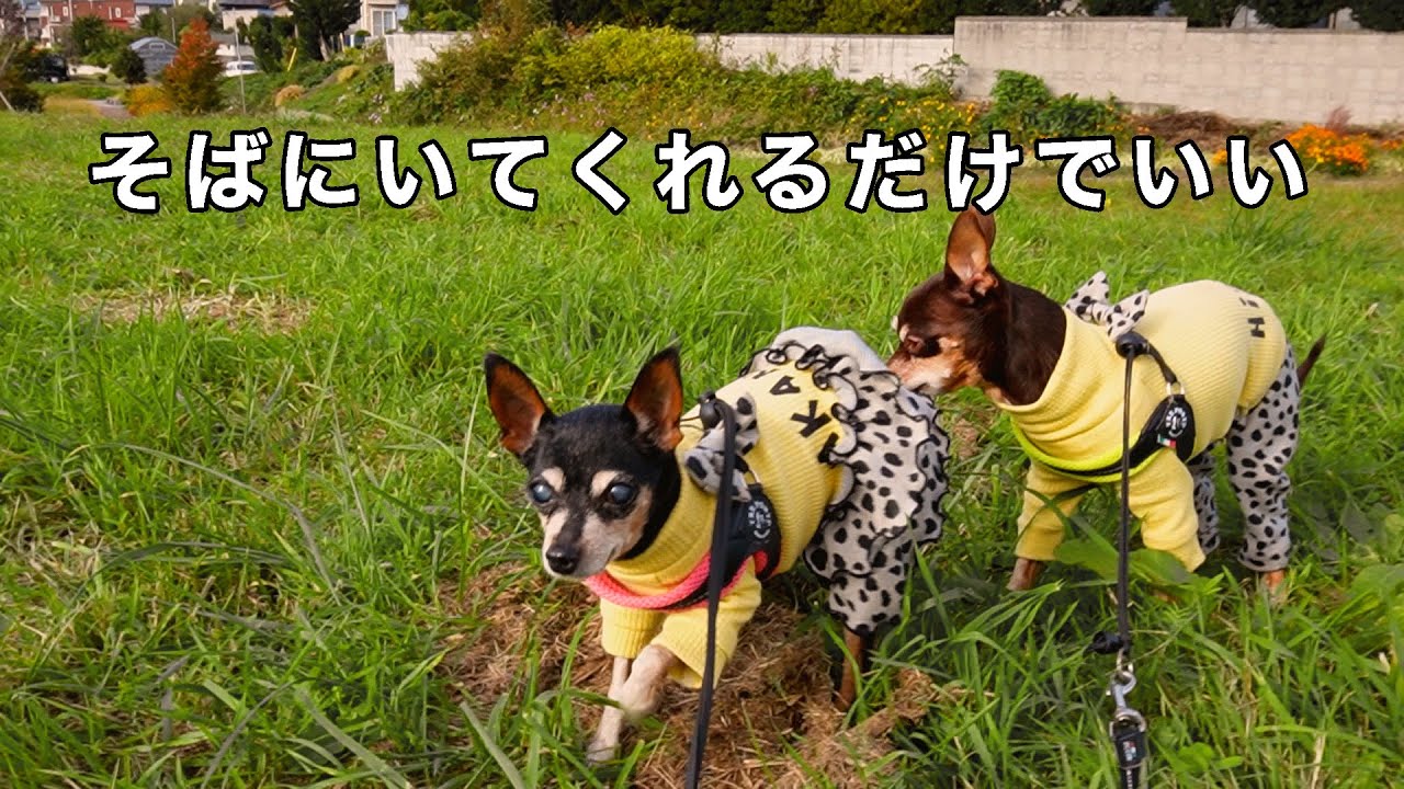 シニア犬と一緒なら憂鬱な日も楽しい【バースデーボーイ飛段】