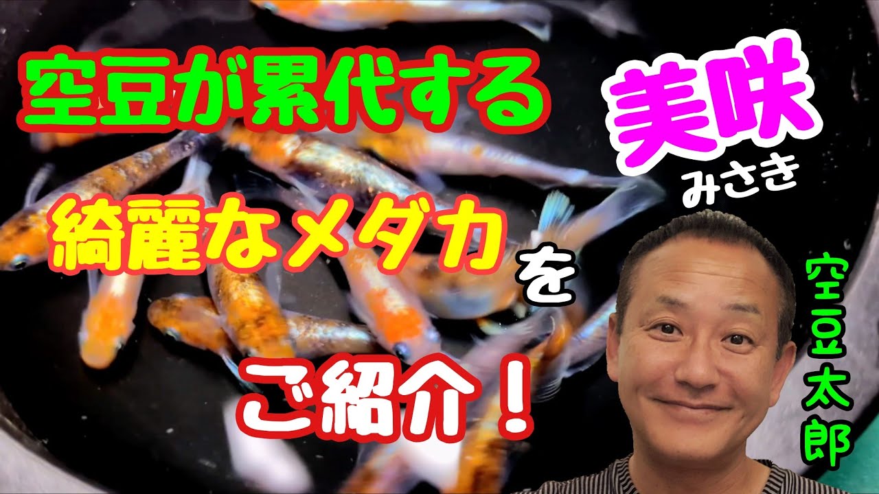 空豆太郎が累代する綺麗なメダカ