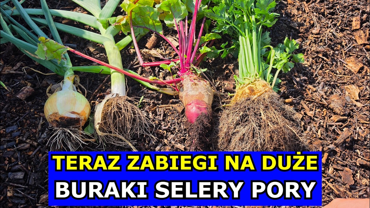 Ostatnie Zabiegi na Duże Buraki, Selery, Pory i Cebulę Uprawa. Ścinanie Liści, Potas i Podlewanie.