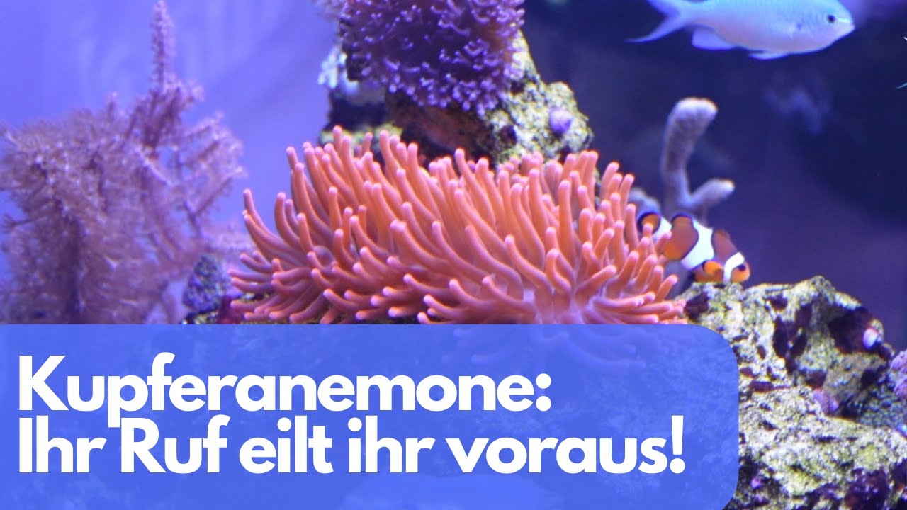 Kupferanemone: Ihr Ruf eilt ihr voraus, aber sie sind nicht Alle gleich!