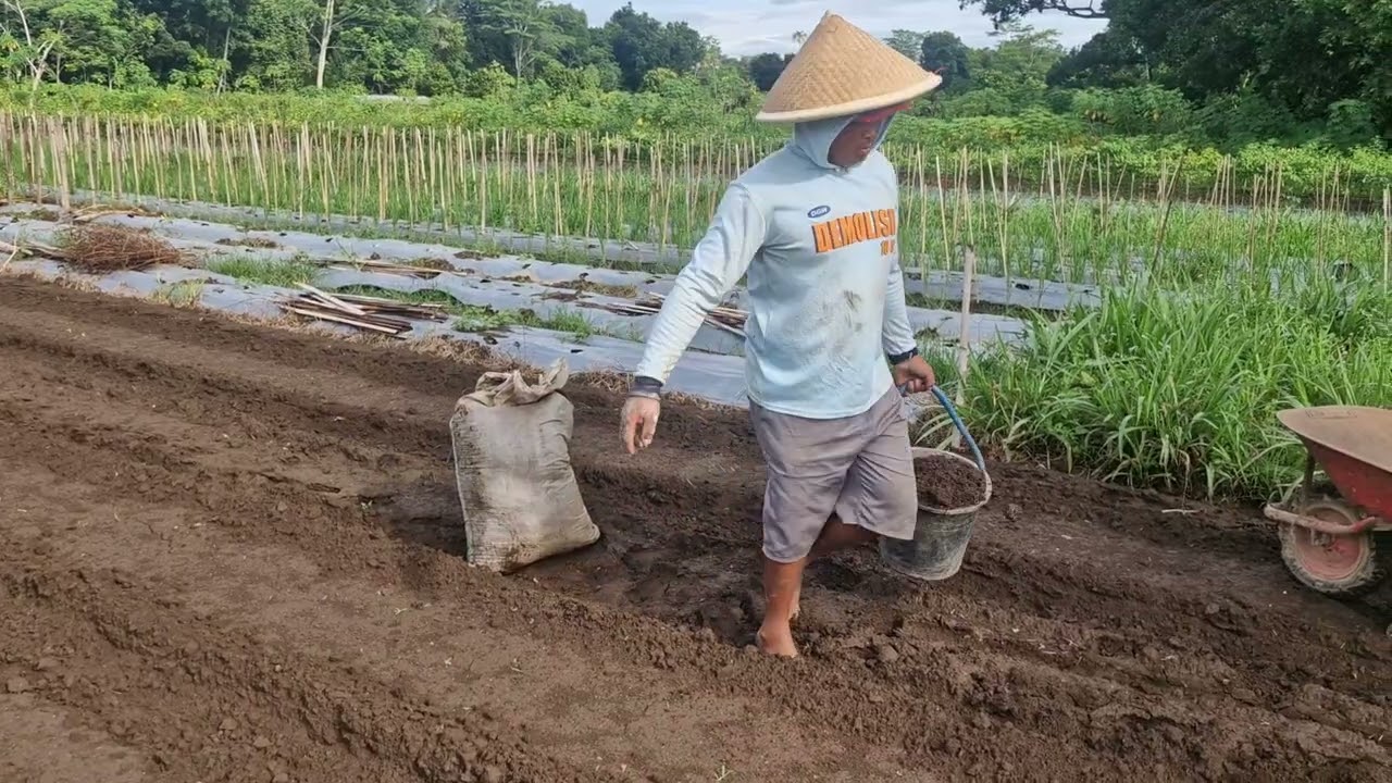 Smart farmers spread plant fertilizer easily-Agriculture farming 