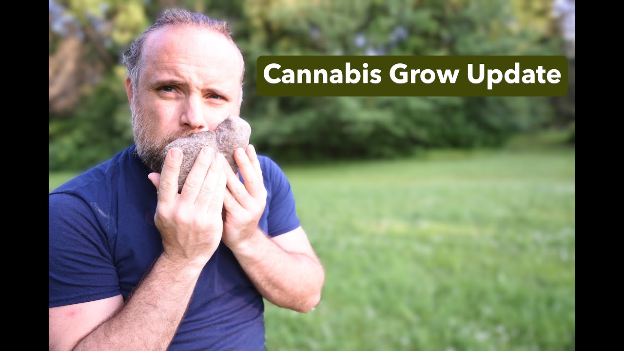 2025 White Widow Cannabis Grow Update