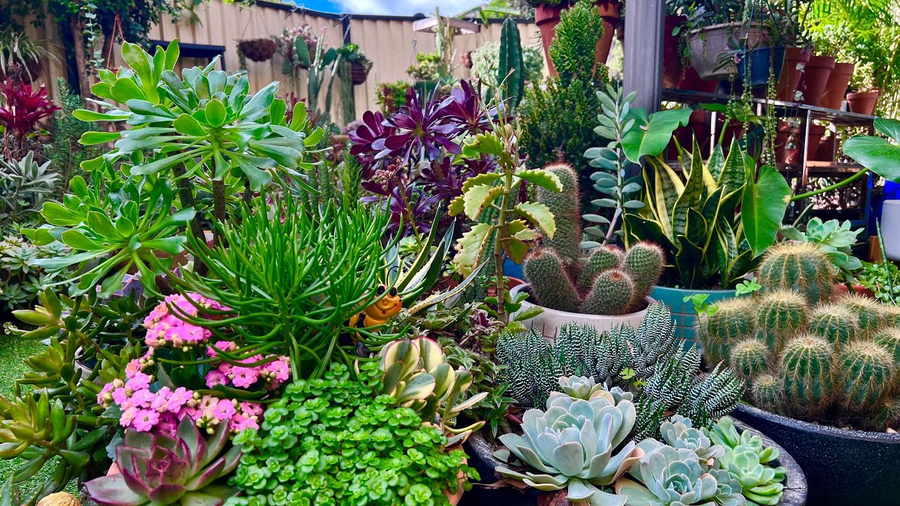 My Succulent Garden Update