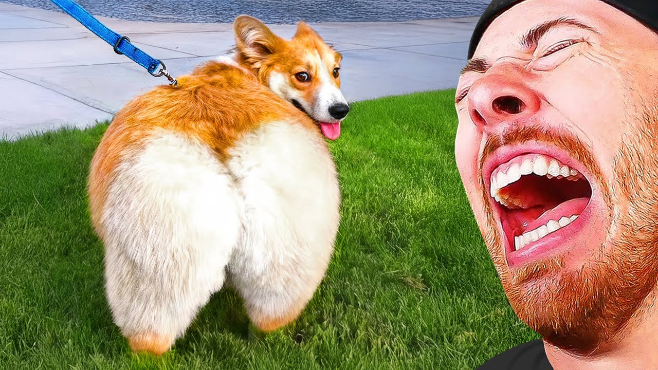 FUNNIEST Animals in the World!