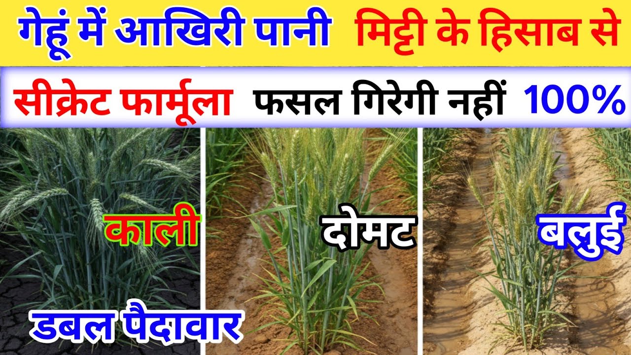 गेहूं  काली दोमट बलुई मिट्टी में कितने दिनों पर अंतर आखिरी सिंचाई करे l 100% नहीं पता genhu ki kheti